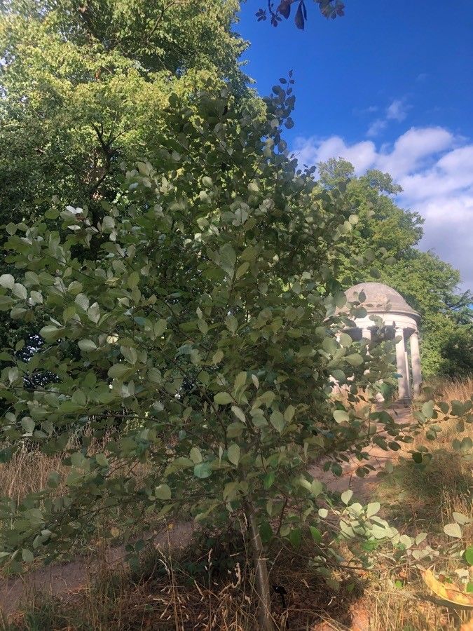 Sorbus bristoliensis habit