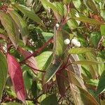 Cornus sericea