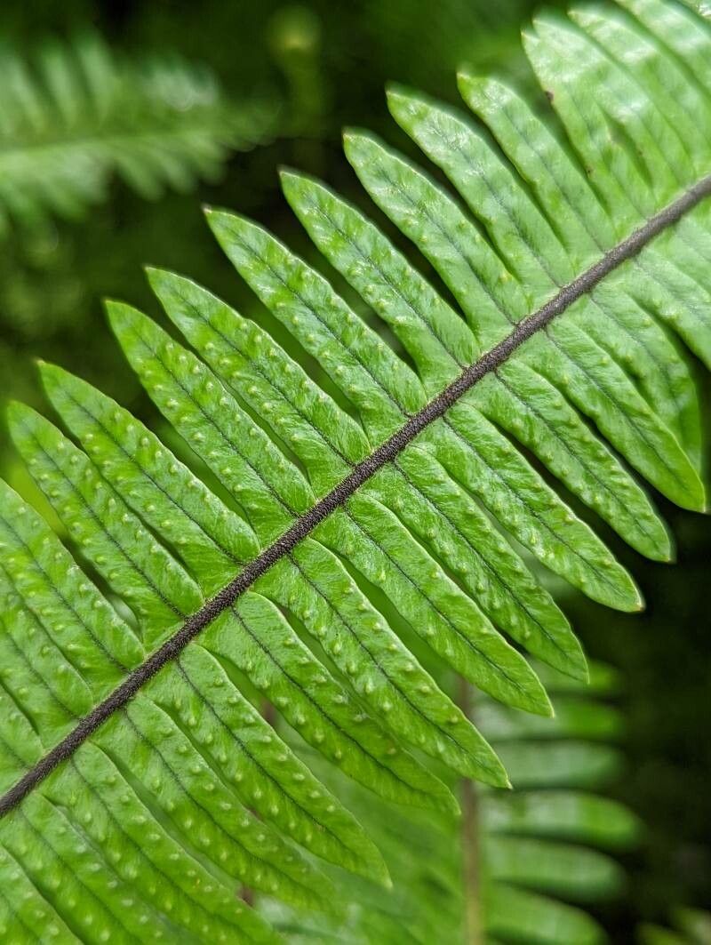 Ceradenia sechellarum — related species from the same genus