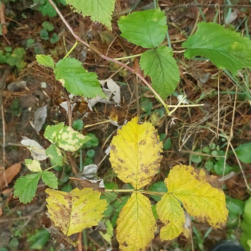 Rubus × idaeoides leaf