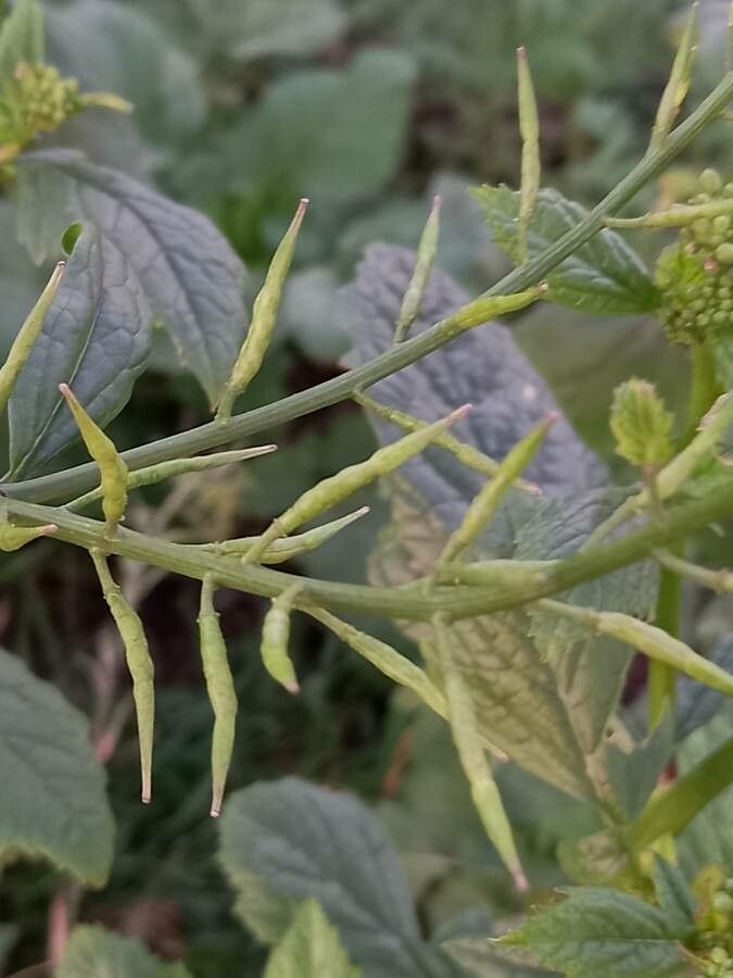 Rhamphospermum arvense fruit