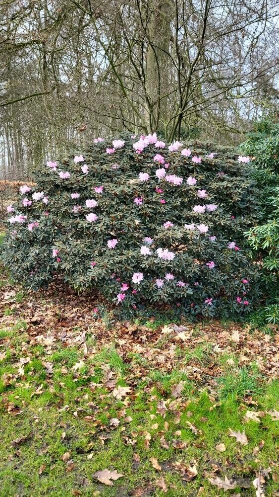 Rhododendron recurvoides habit