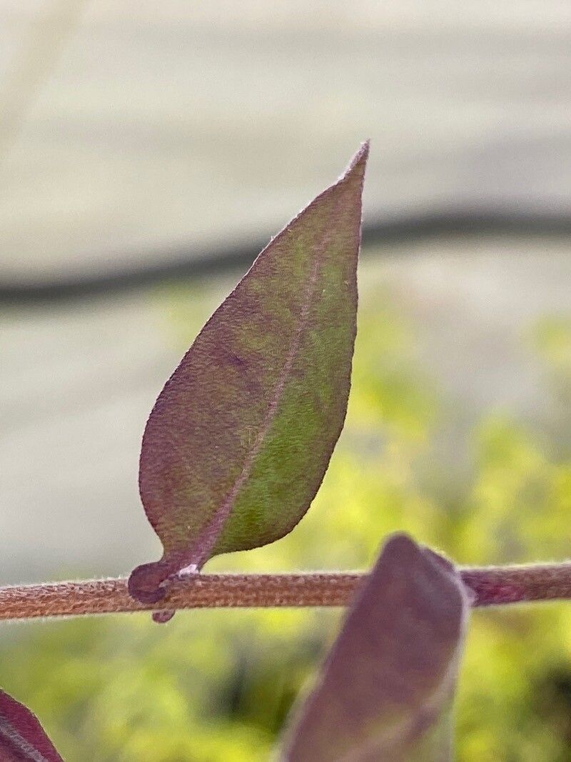 Ampelaster carolinianus leaf