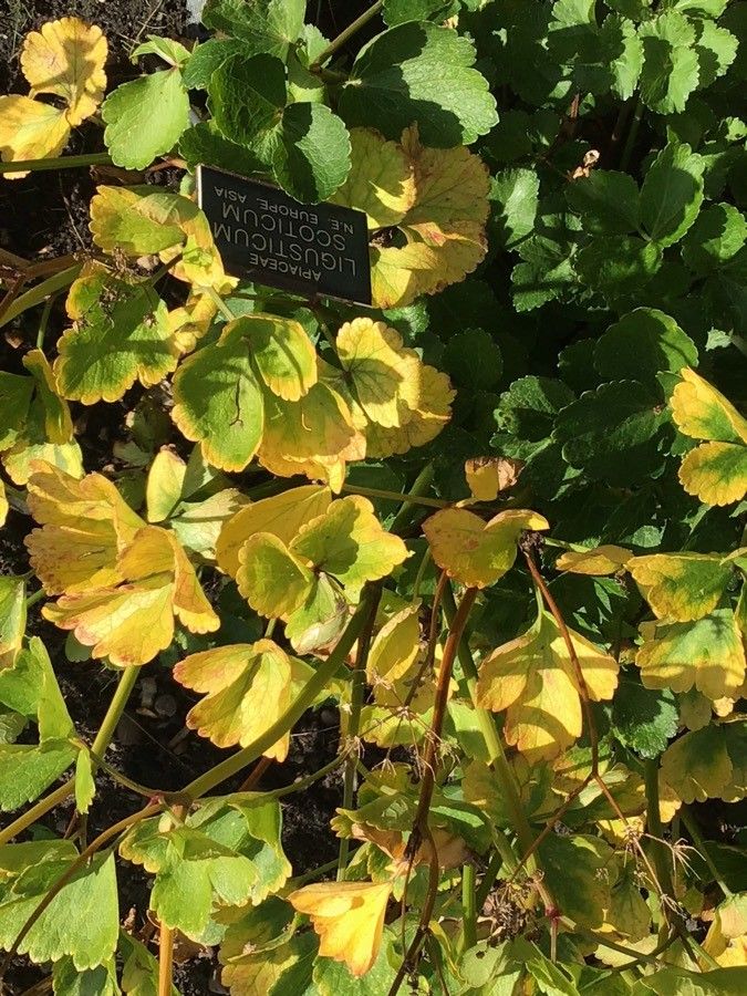Ligusticum scoticum — search result for 'Apiaceae'