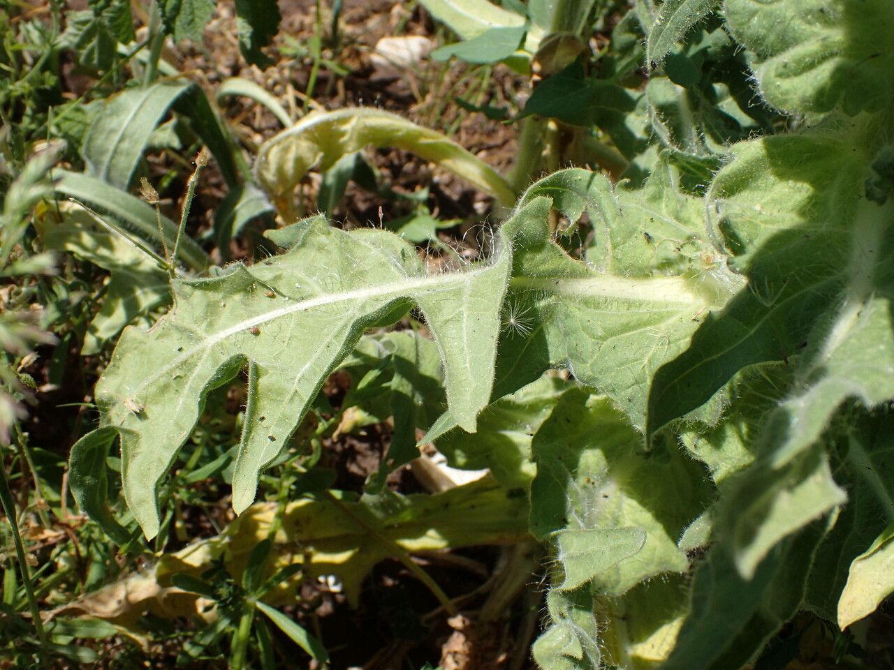 Hyoscyamus niger leaf