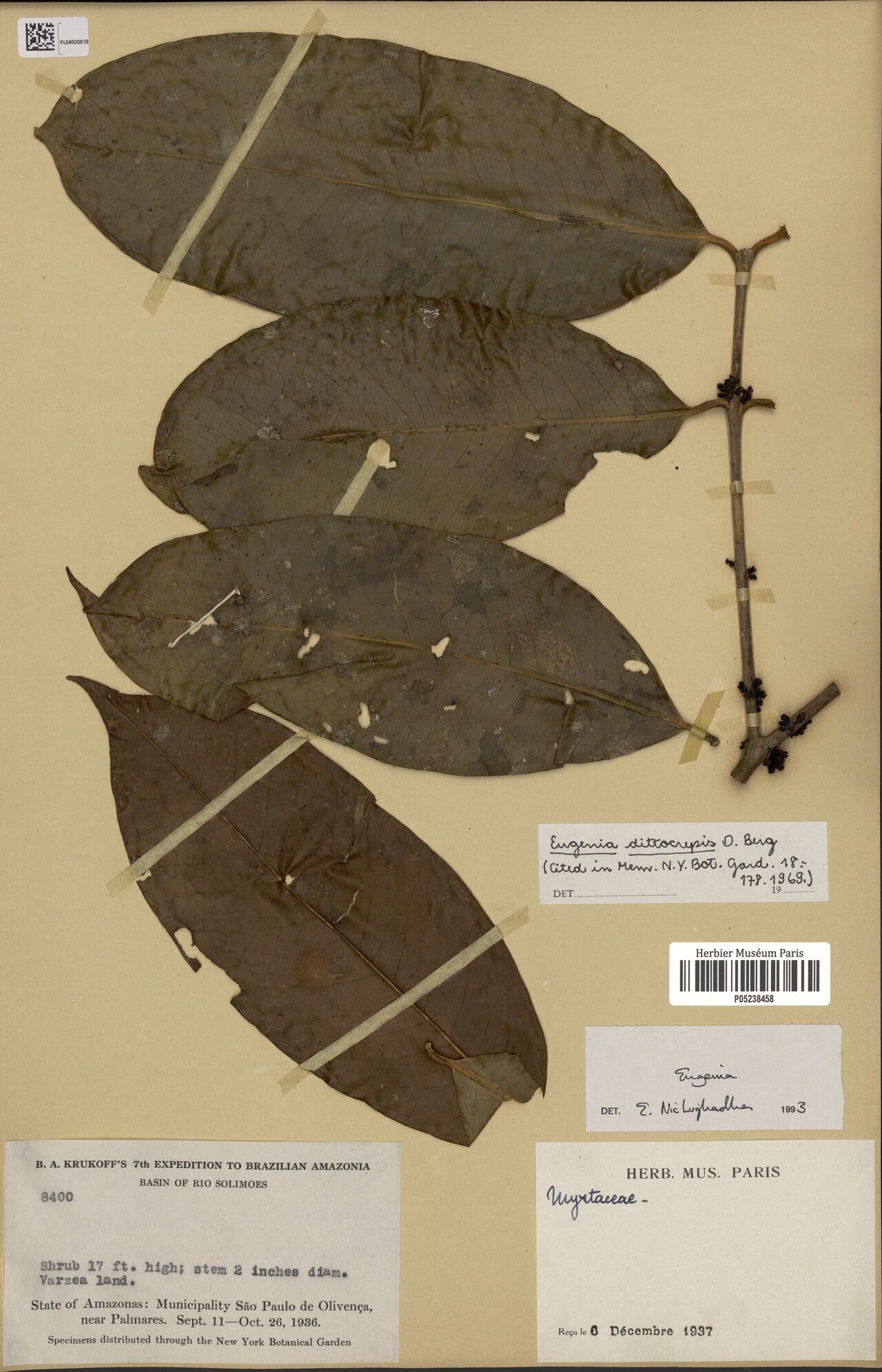 Eugenia dittocrepis — houseplant care guide