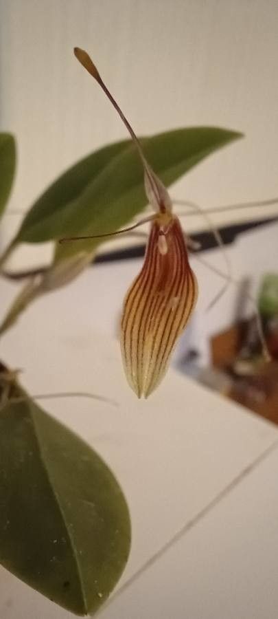 Restrepia trichoglossa flower