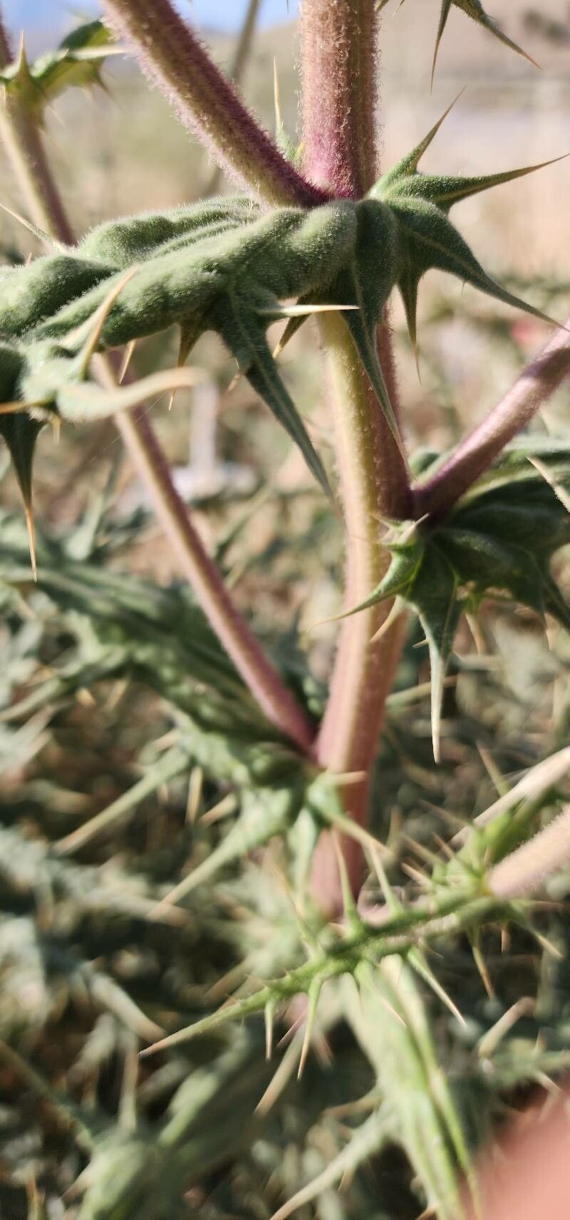 Echinops macrophyllus bark