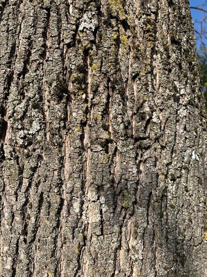 Dillenia pentagyna bark