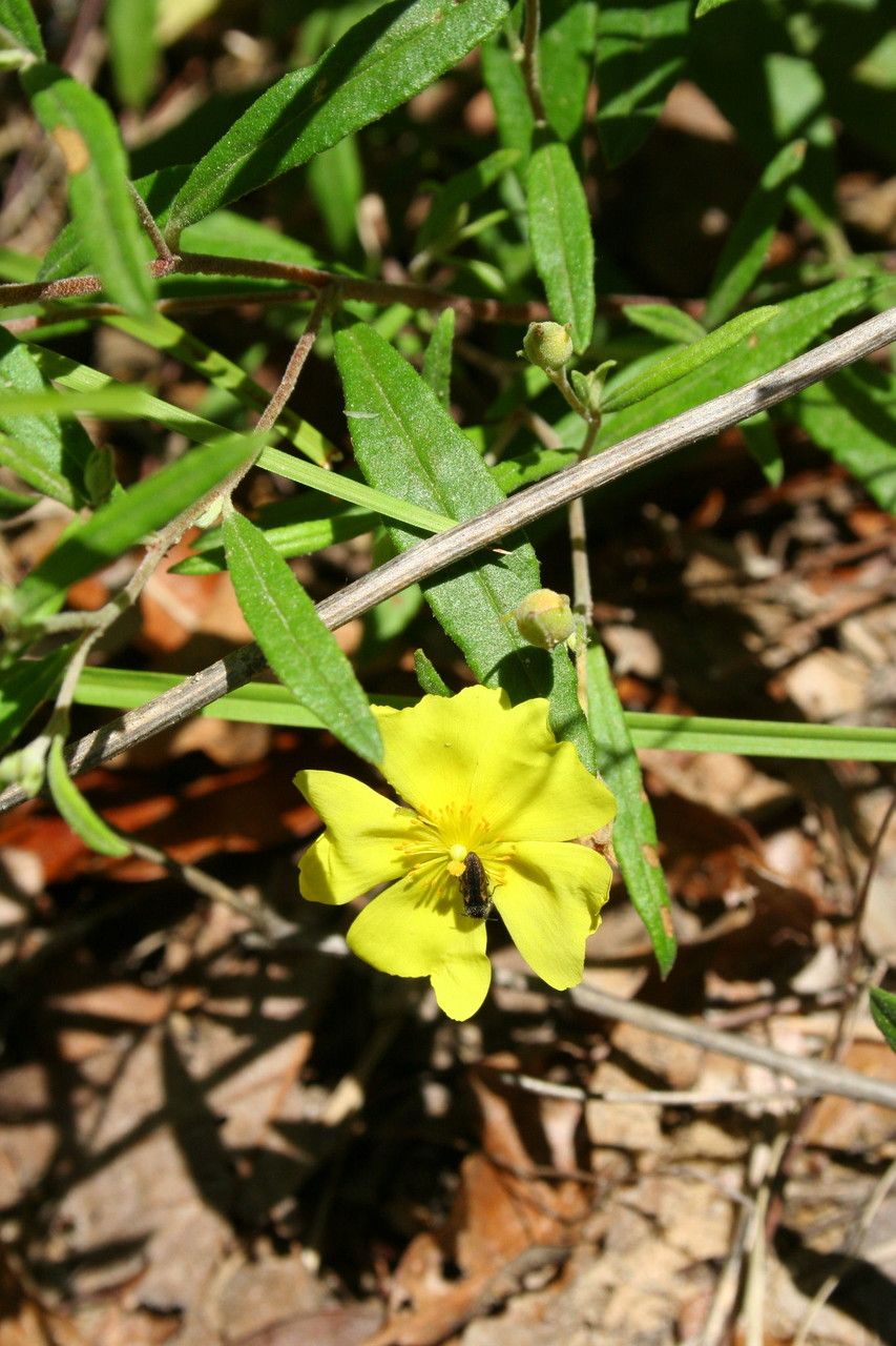 Helianthemum georgianum flower