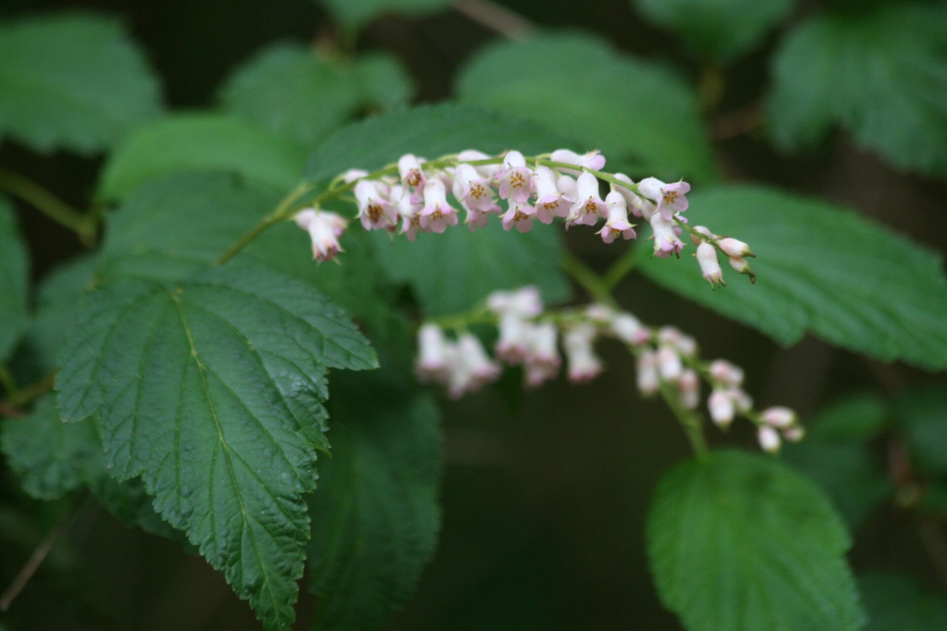 Neillia thibetica — houseplant care guide