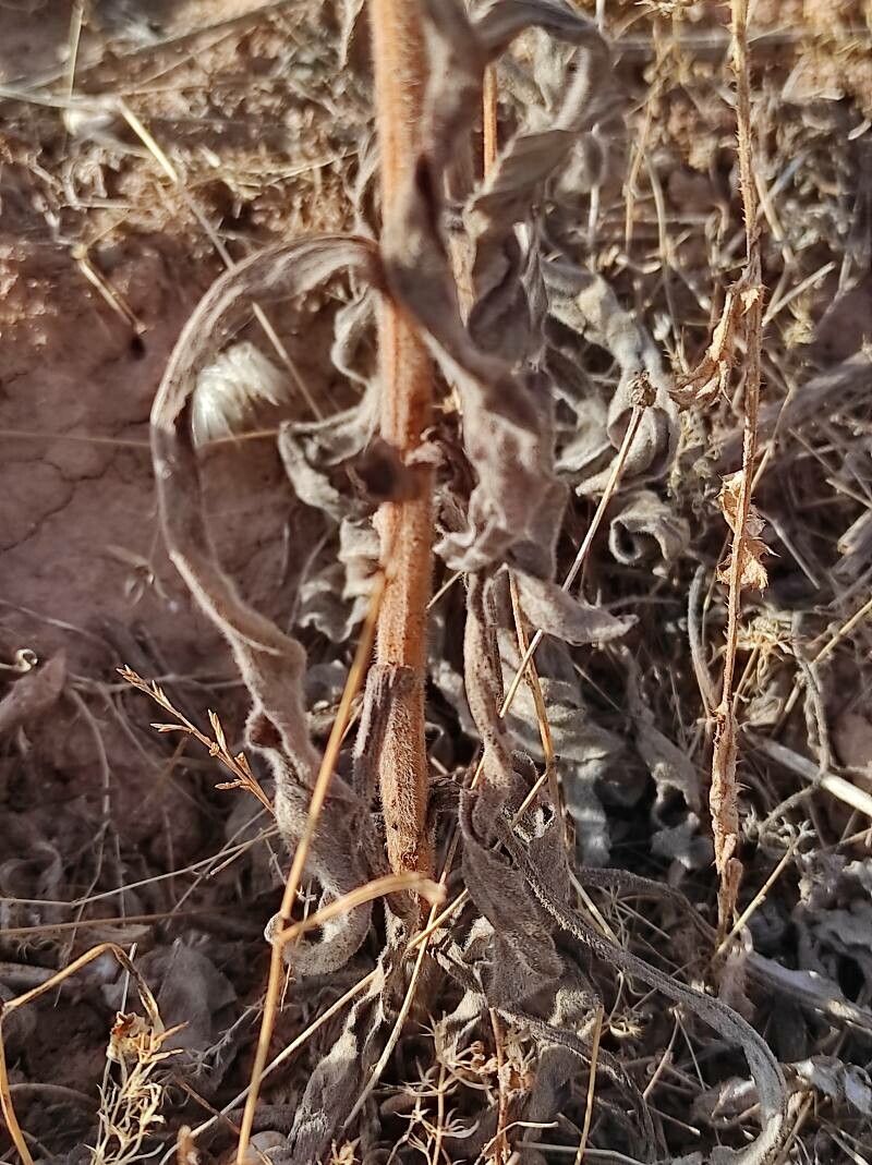 Hackelia deflexa leaf