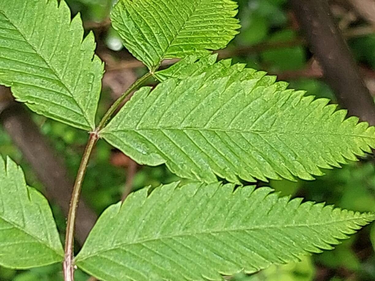 Sorbaria tomentosa leaf