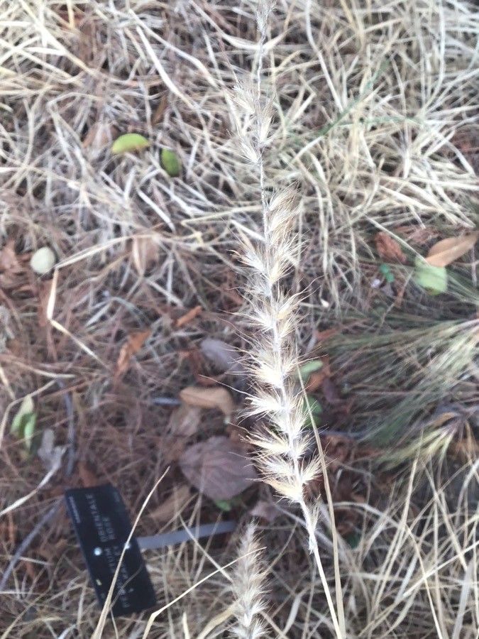 Pennisetum orientale fruit