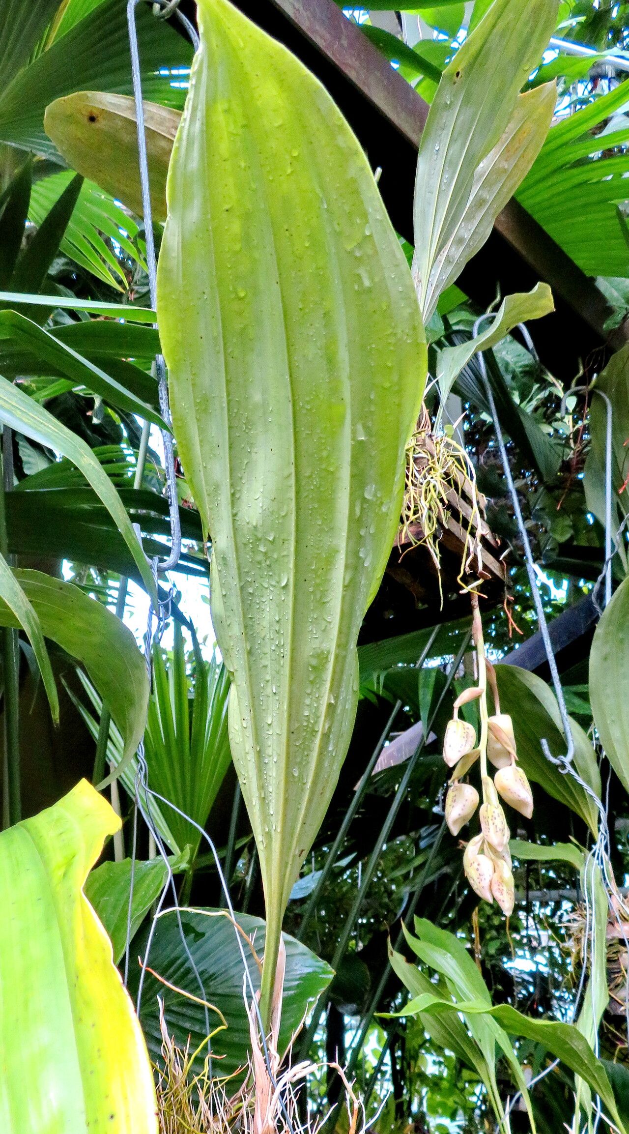 Stanhopea ruckeri habit