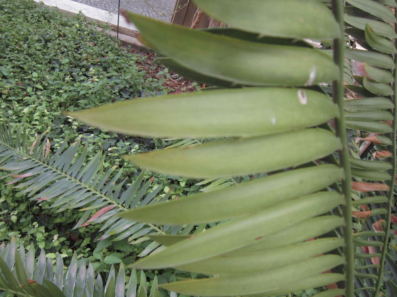 Encephalartos munchii leaf