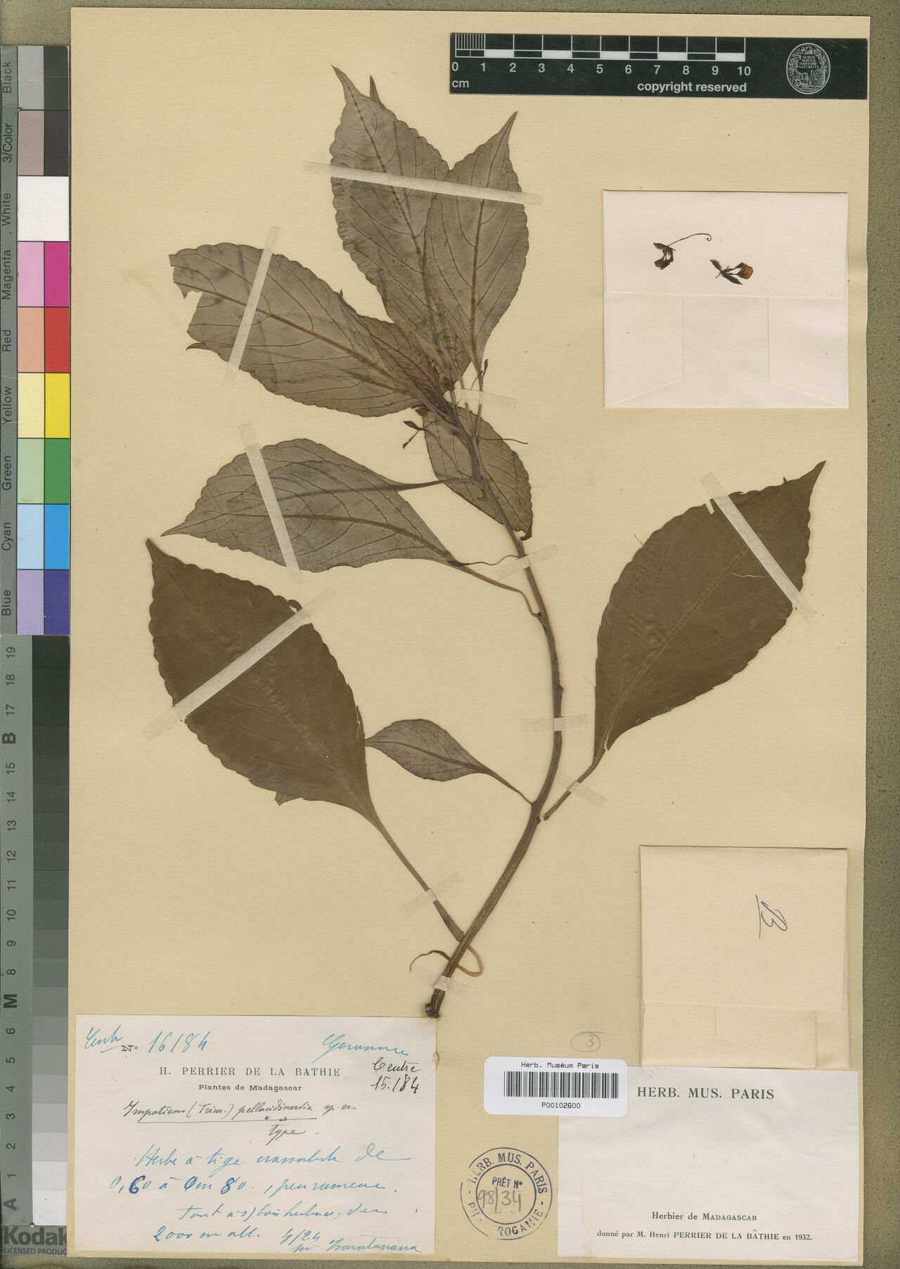 Impatiens pellucidinervia — houseplant care guide