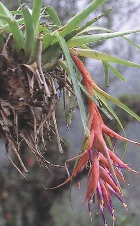 Tillandsia macrochlamys — houseplant care guide