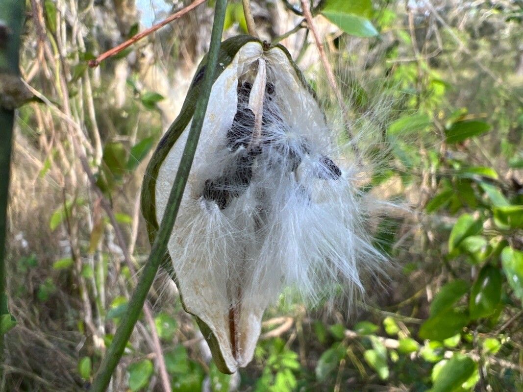 Vincetoxicum biglandulosum fruit