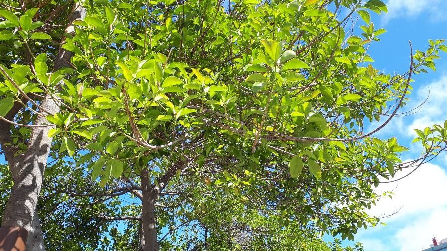 Terminalia phanerophlebia leaf