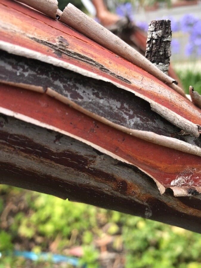 Eucalyptus obliqua bark