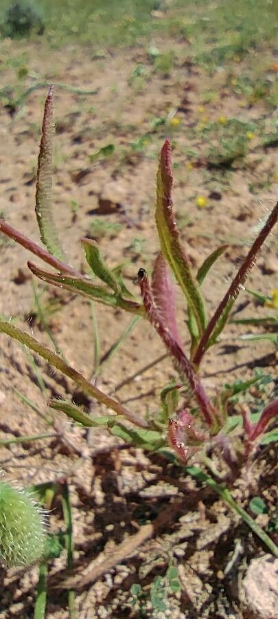Papaver argemone