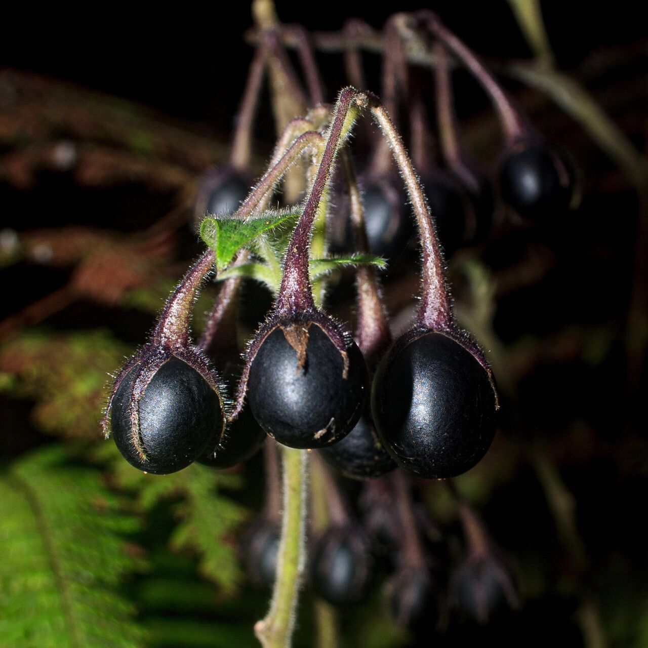 Solanum sanctae-marthae fruit