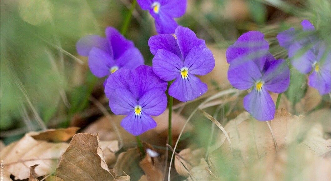 Viola bubanii flower