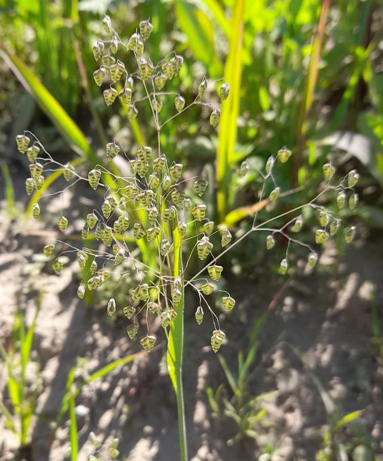 Briza minor fruit