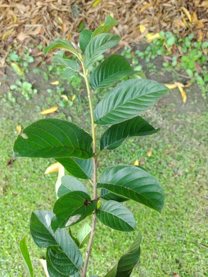 Physocalymma scaberrimum leaf