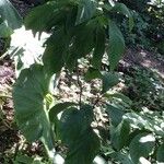 Chionanthus virginicus