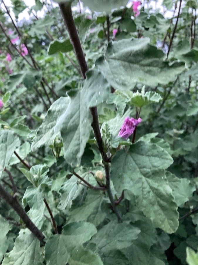 Malva thuringiaca — search result for 'Germany'