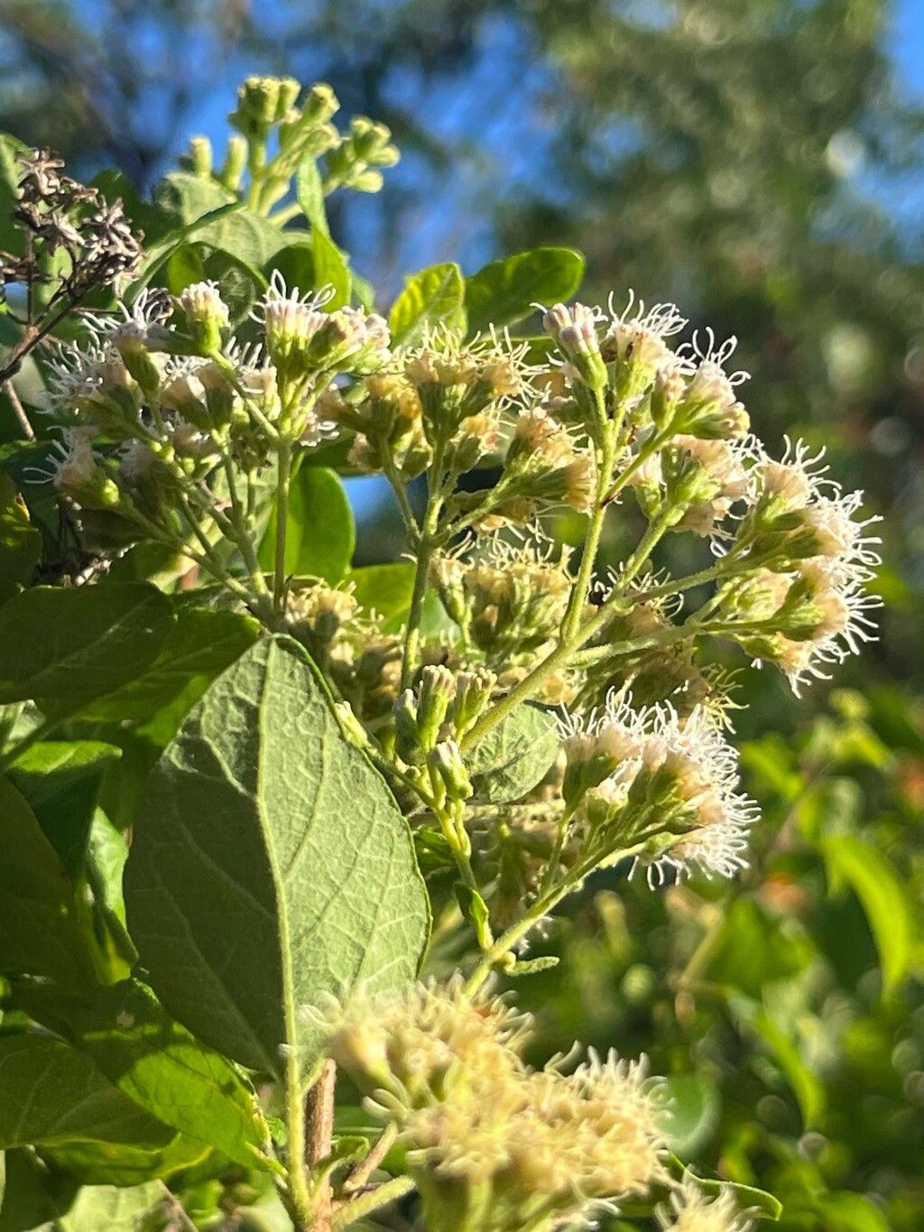Koanophyllon villosum habit