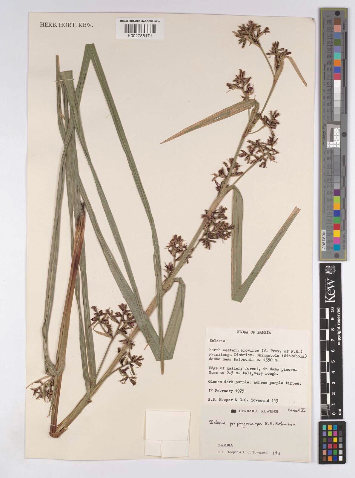 Scleria porphyrocarpa — houseplant care guide