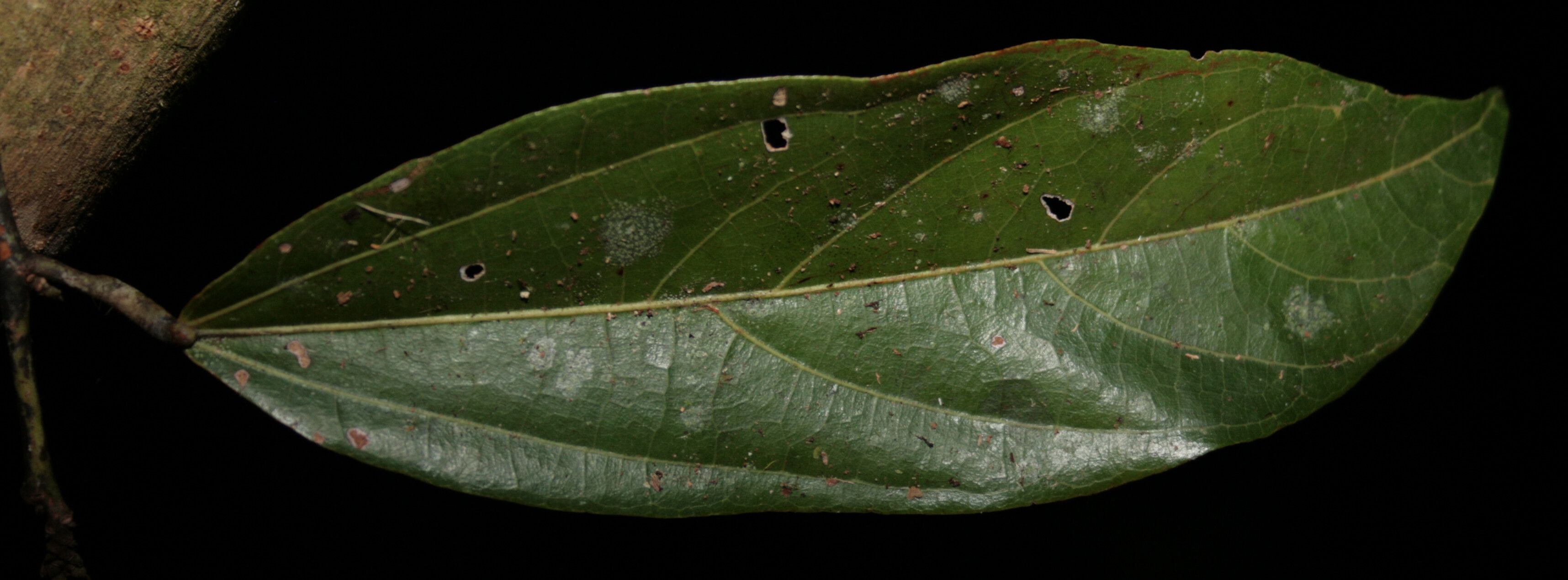 Microcos bifida leaf