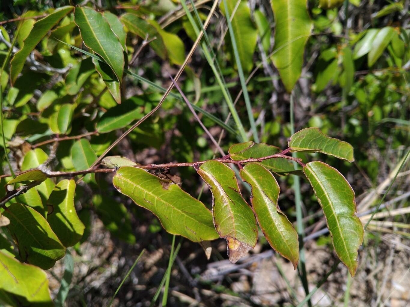 Sclerocroton melanostictus — related species from the same genus