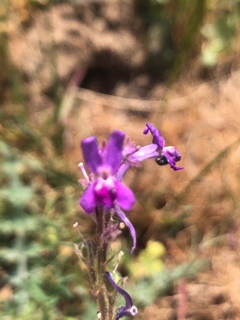 Linaria elegans flower