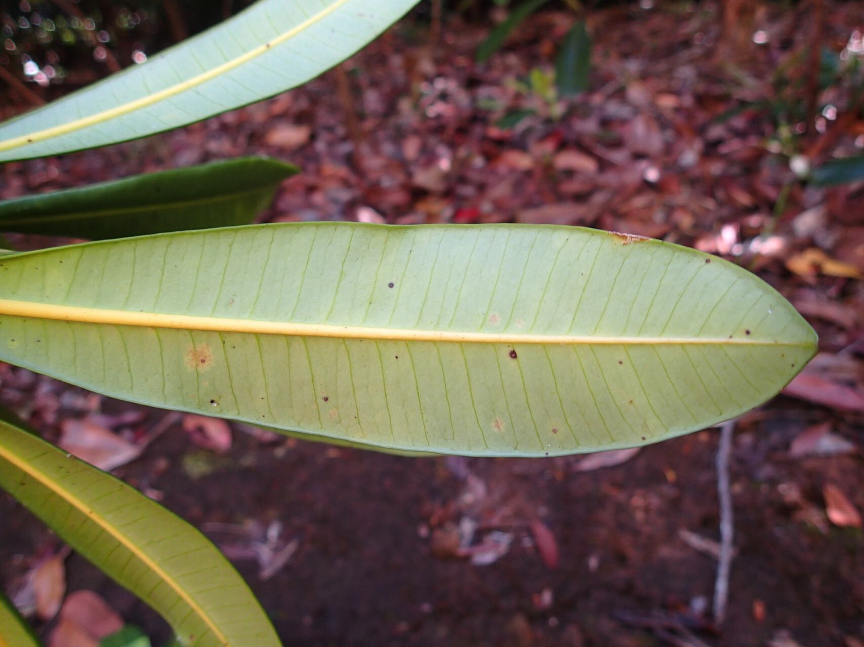 Ochrosia miana — houseplant care guide