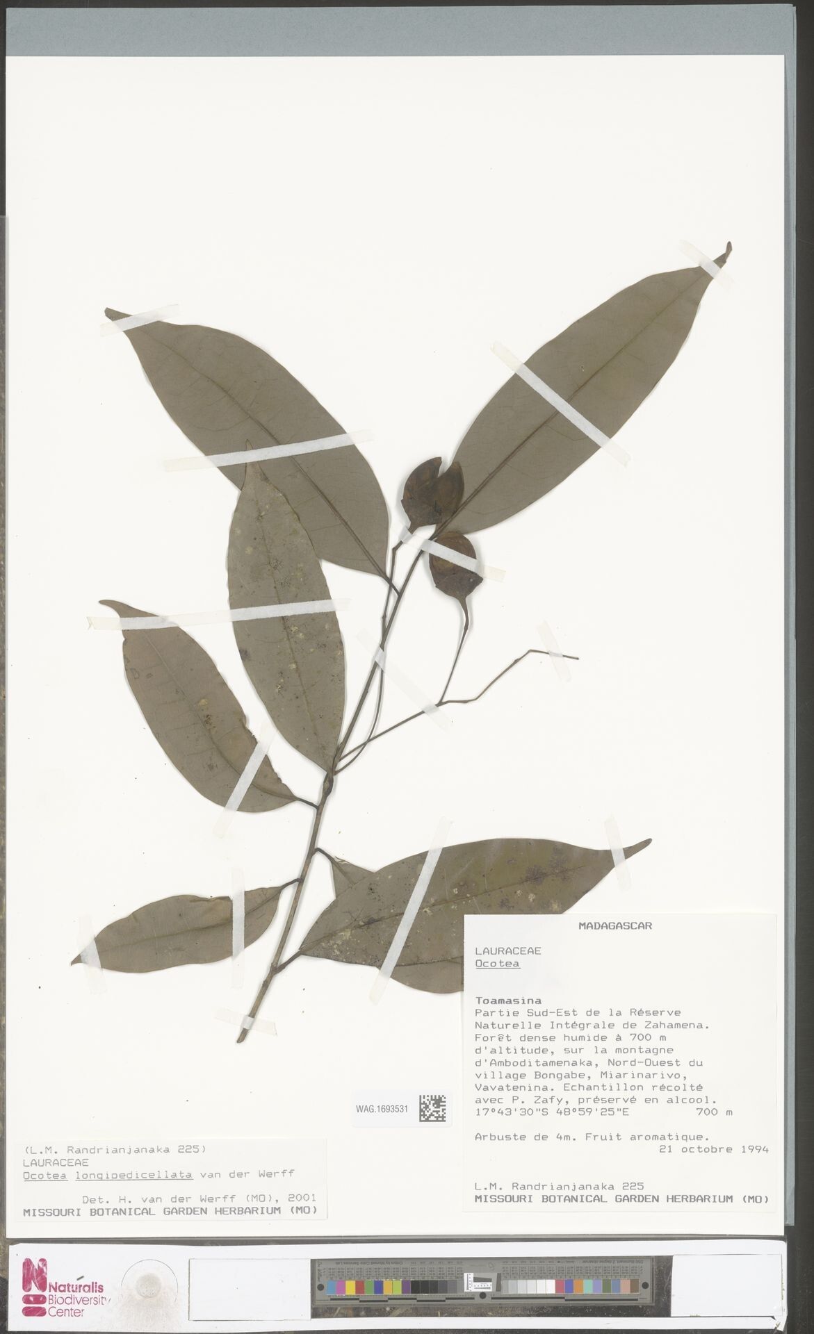 Ocotea longipedicellata — houseplant care guide