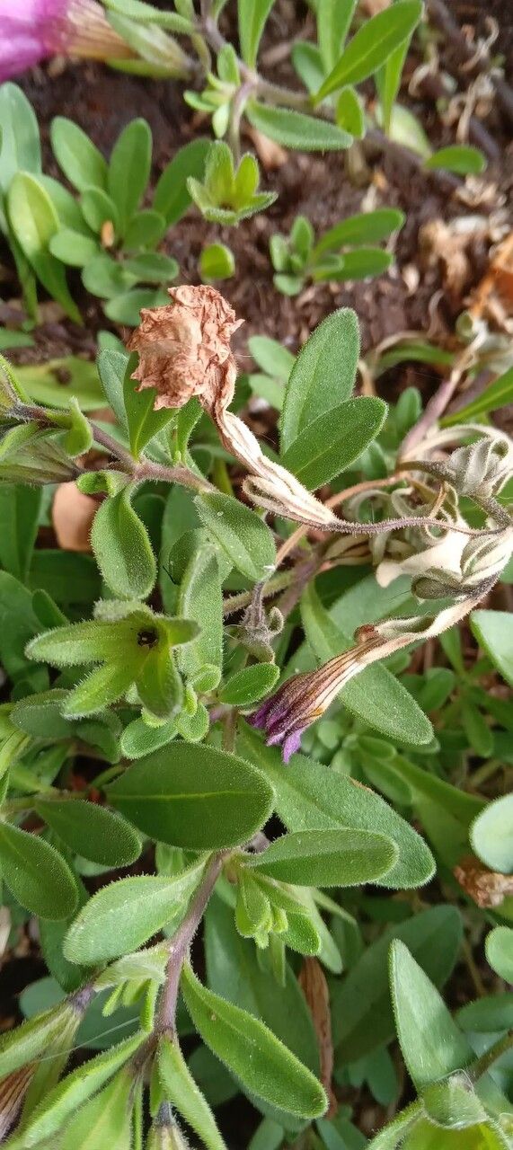 Petunia x atkinsiana