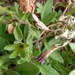 Petunia x atkinsiana