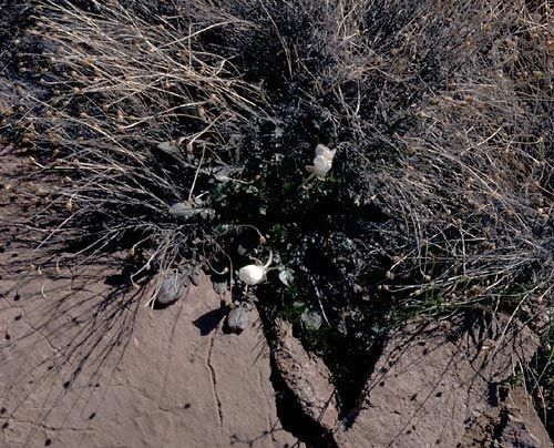 Oenothera cavernae habit