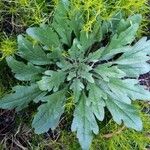 Plantago virginica