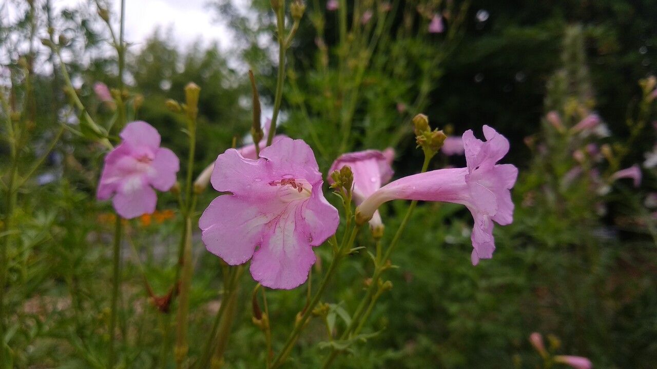 Incarvillea olgae — search result for 'Incarvillea'