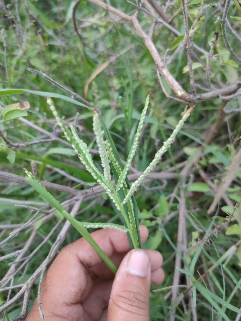 Paspalum scrobiculatum fruit