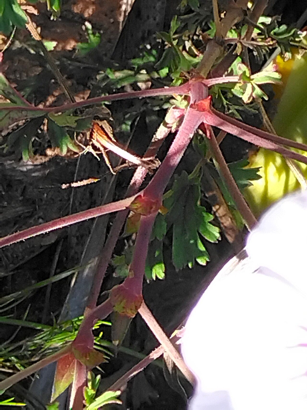 Pelargonium longicaule bark