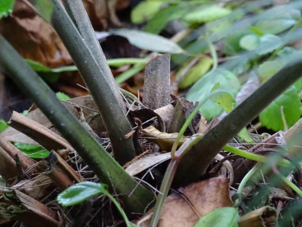 Lepidozamia peroffskyana bark