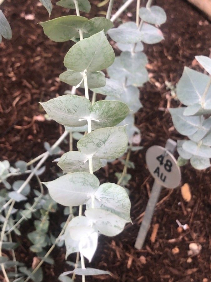 Eucalyptus crucis — search result for 'Eucalyptus'