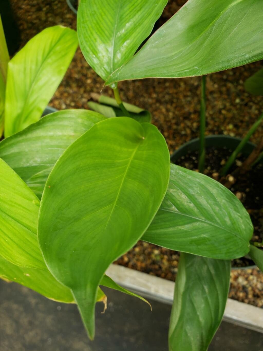 Phrynium imbricatum — related species from the same genus