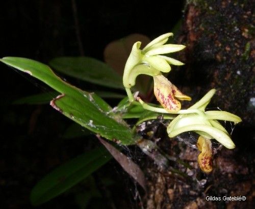 Dendrobium poissonianum flower
